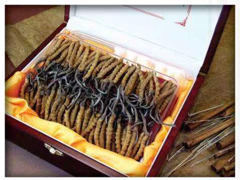 成华冬虫夏草回收